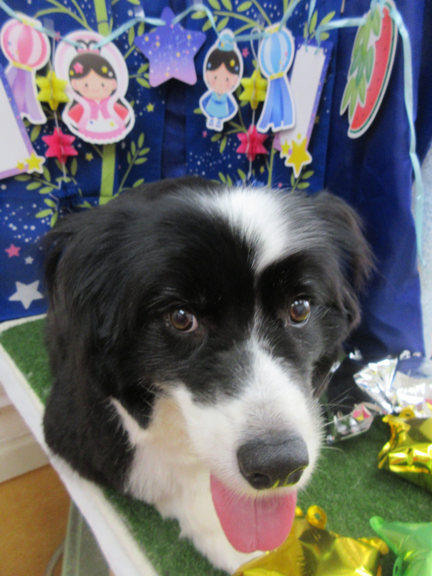 メンチくん 幸手の動物病院 幸手動物病院