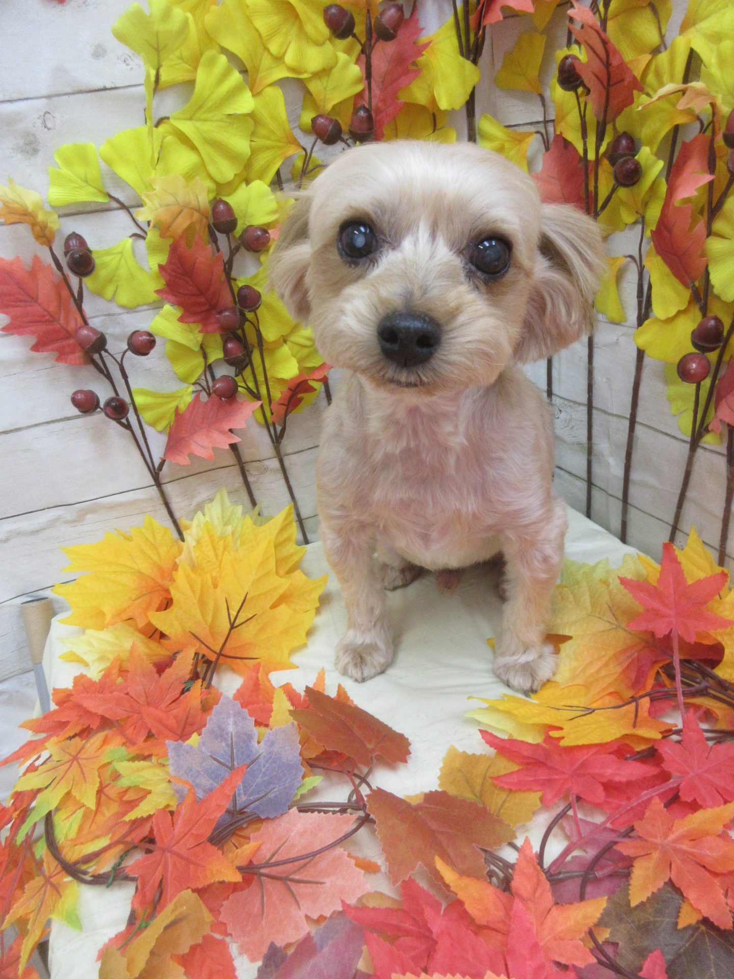 images
