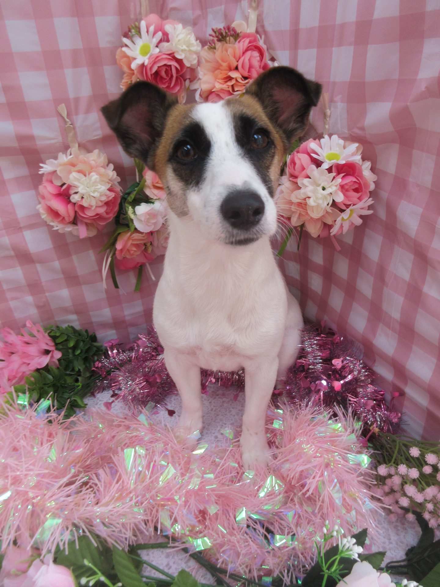 images